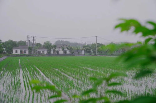 搶抓農時促春耕 夯實基礎保發(fā)展——余旭峰強調扎實推進農業(yè)開發(fā)確保全年農業(yè)農村經(jīng)濟良好態(tài)勢